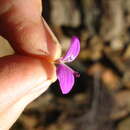 Image de Dicliptera namibiensis subsp. namibiensis