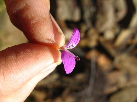 Image de Dicliptera namibiensis (K. Balkwill) J. C. Manning & Goldblatt