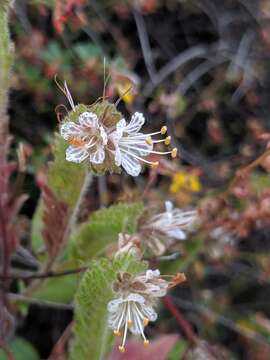 Image of Santa Lucia phacelia