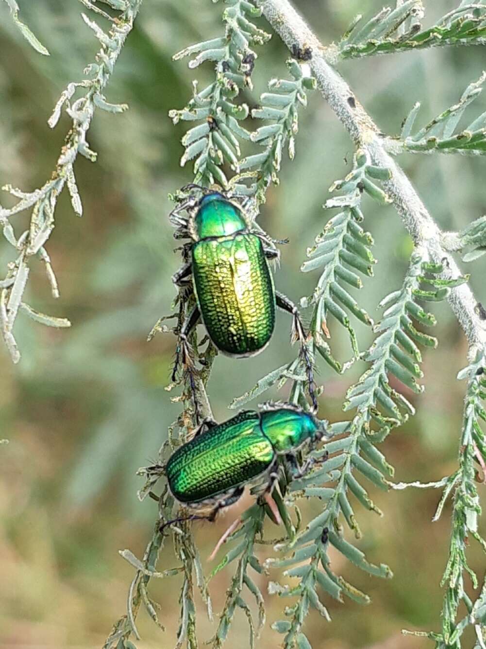 صورة Diphucephala colaspidoides (Gyllenhal 1817)