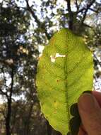 Image of Homalium alnifolium F. Müll.