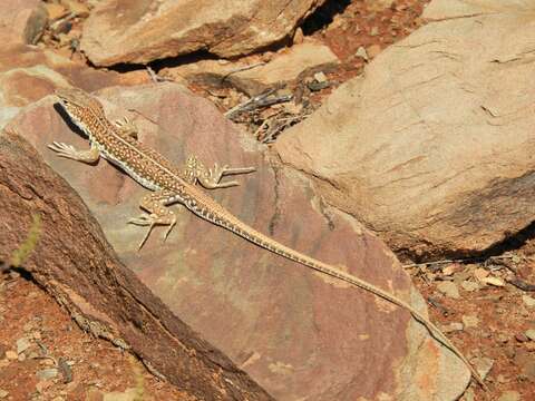 Plancia ëd Pedioplanis laticeps (Smith 1849)