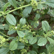 Image of Limeum viscosum subsp. transvaalense Friedr.