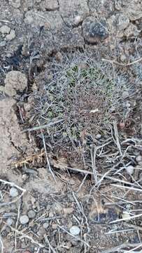 Image de Mammillaria brandegeei subsp. gabbii (J. M. Coult.) D. R. Hunt