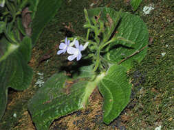 Streptocarpus polyanthus subsp. dracomontanus Hilliard resmi