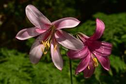 Image of Cascade lily