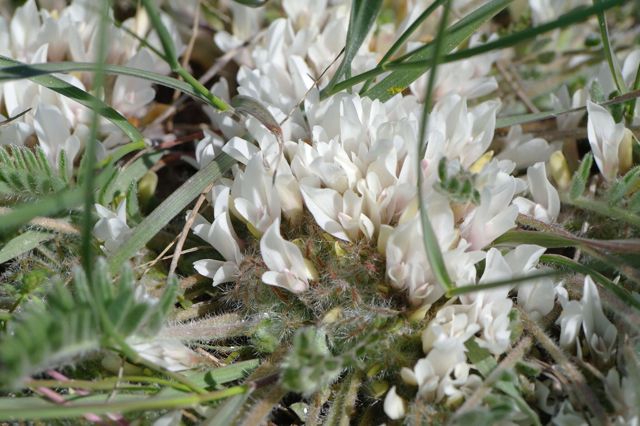 Image of Astragalus dolichophyllus Pall.