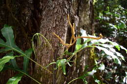 Image of Microsorum latilobatum Hennipman & Hett.