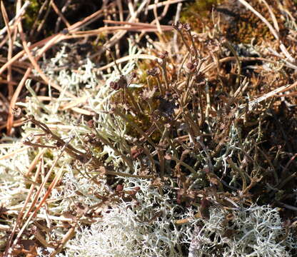 Image of Cladonia gracilis subsp. gracilis