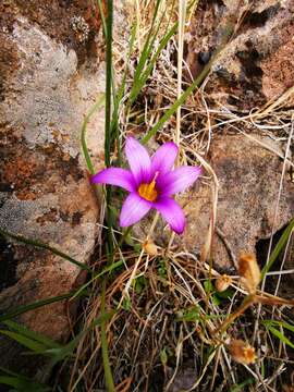 Image of Romulea columnae subsp. grandiscapa (Webb) G. Kunkel