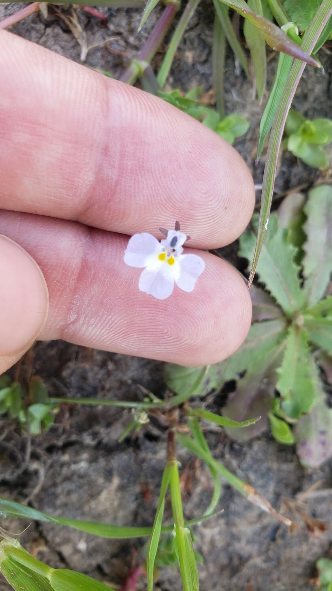 Image de Downingia ornatissima Greene