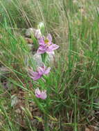 Image of Ophrys scolopax subsp. scolopax