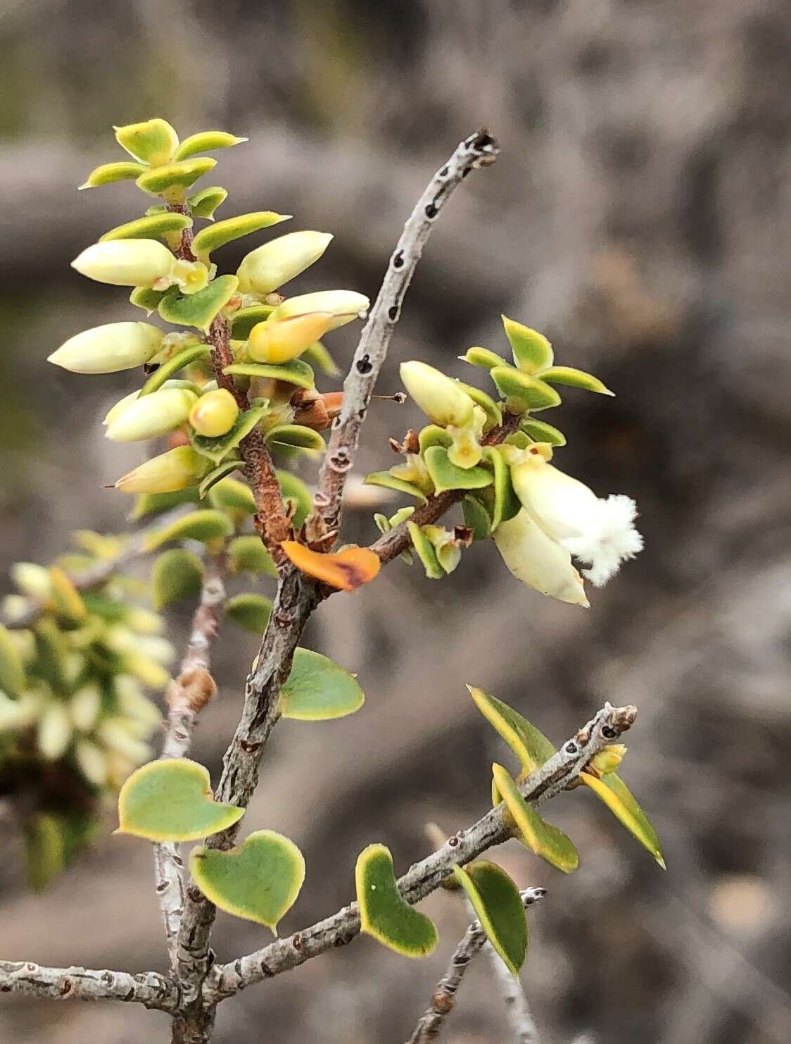 Image of Leucopogon cordifolius Lindl.