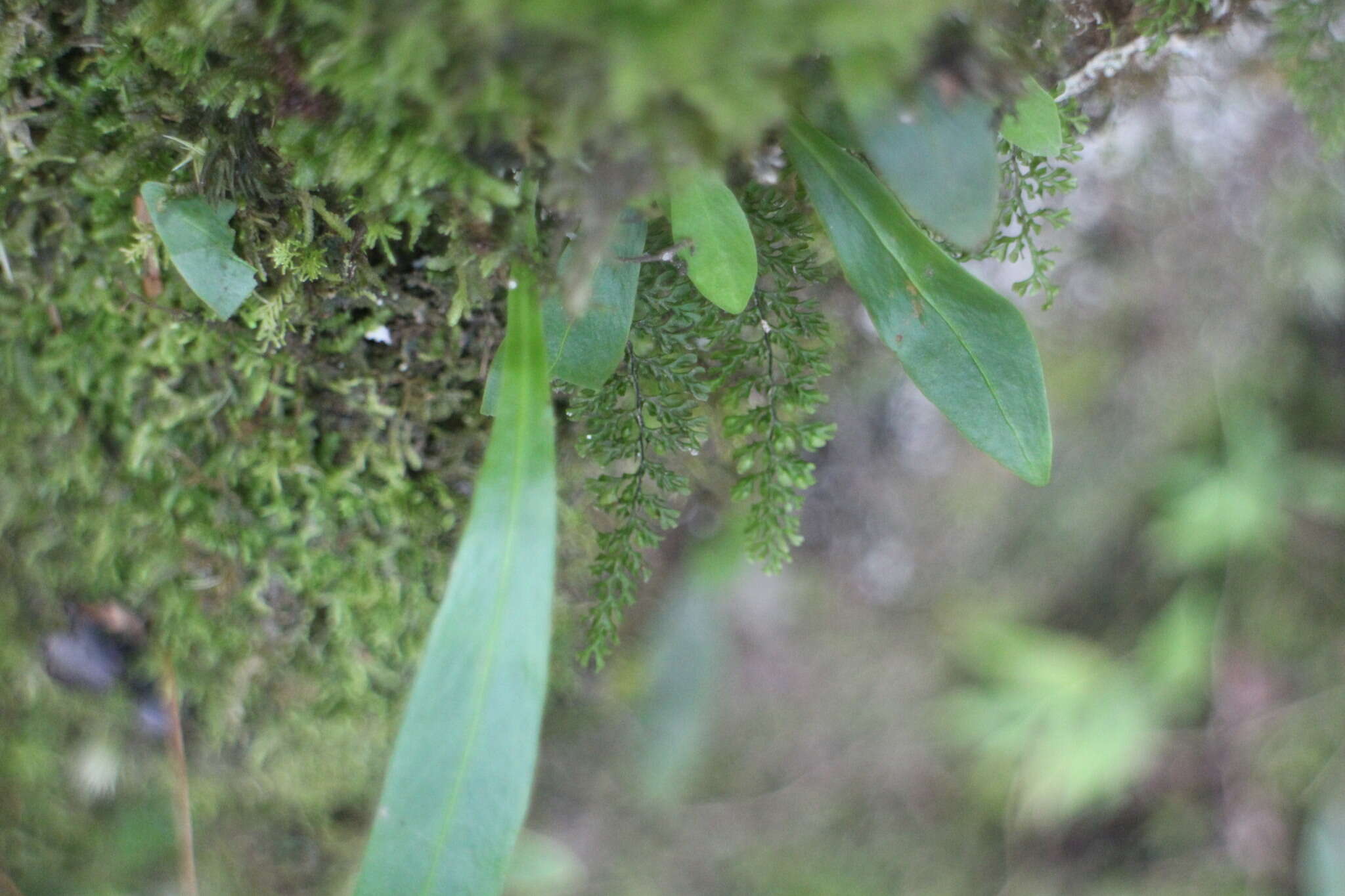 Image of Hymenophyllum exquisitum