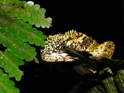 Image of Canelos Woodlizard