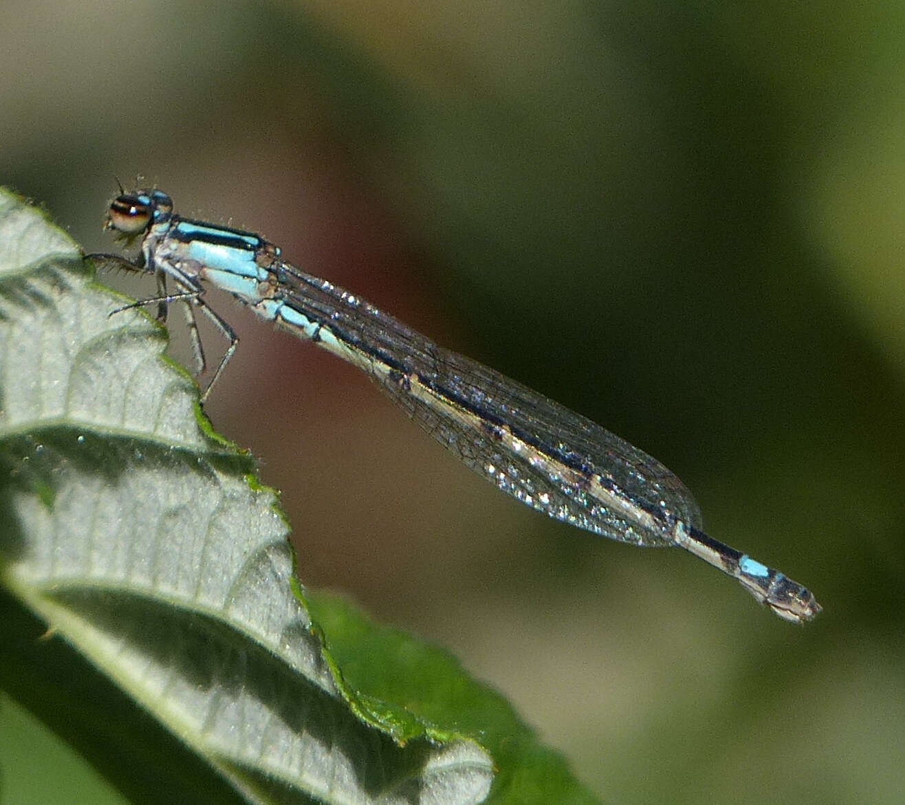 Image of Skimming Bluet