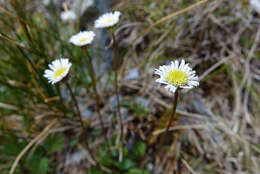 Image of Brachyscome longiscapa G. Simpson & J. S. Thomson