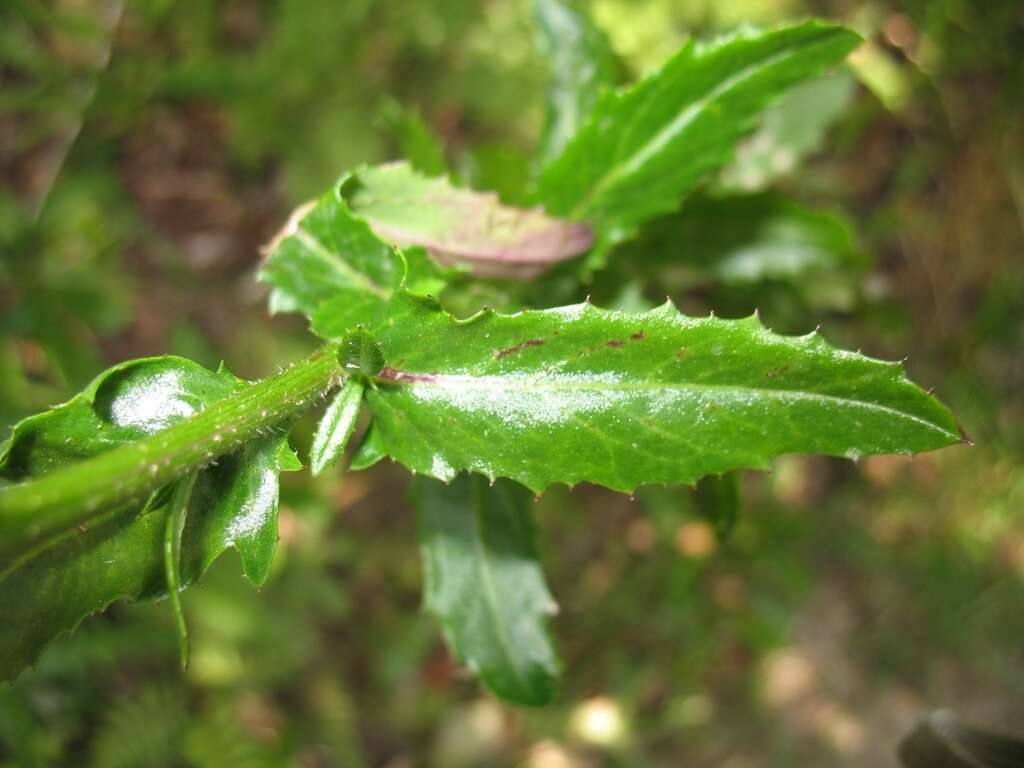 Senecio glastifolius L. fil. resmi