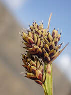 Image of Lesser Black-Scale Sedge