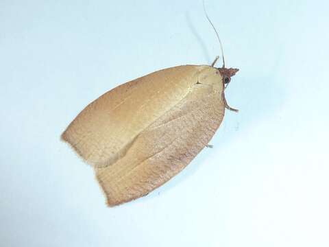 Image of Western Avocado Leafroller Moth