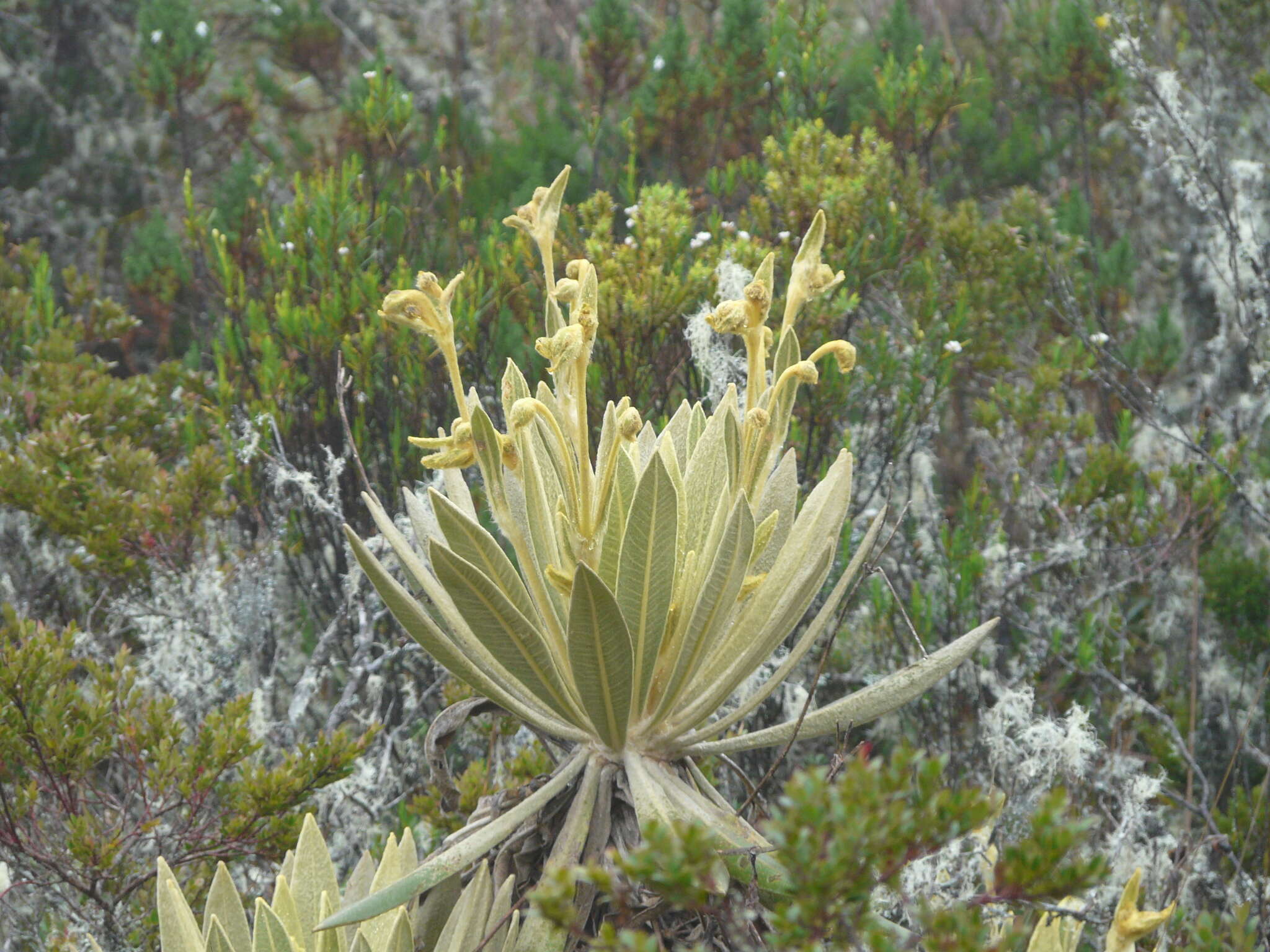 Слика од Espeletia frontinoensis J. Cuatrec.