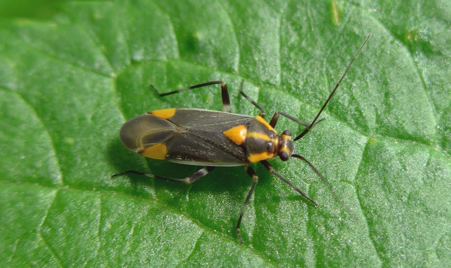 Image of Capsodes flavomarginatus (Donovan 1798)