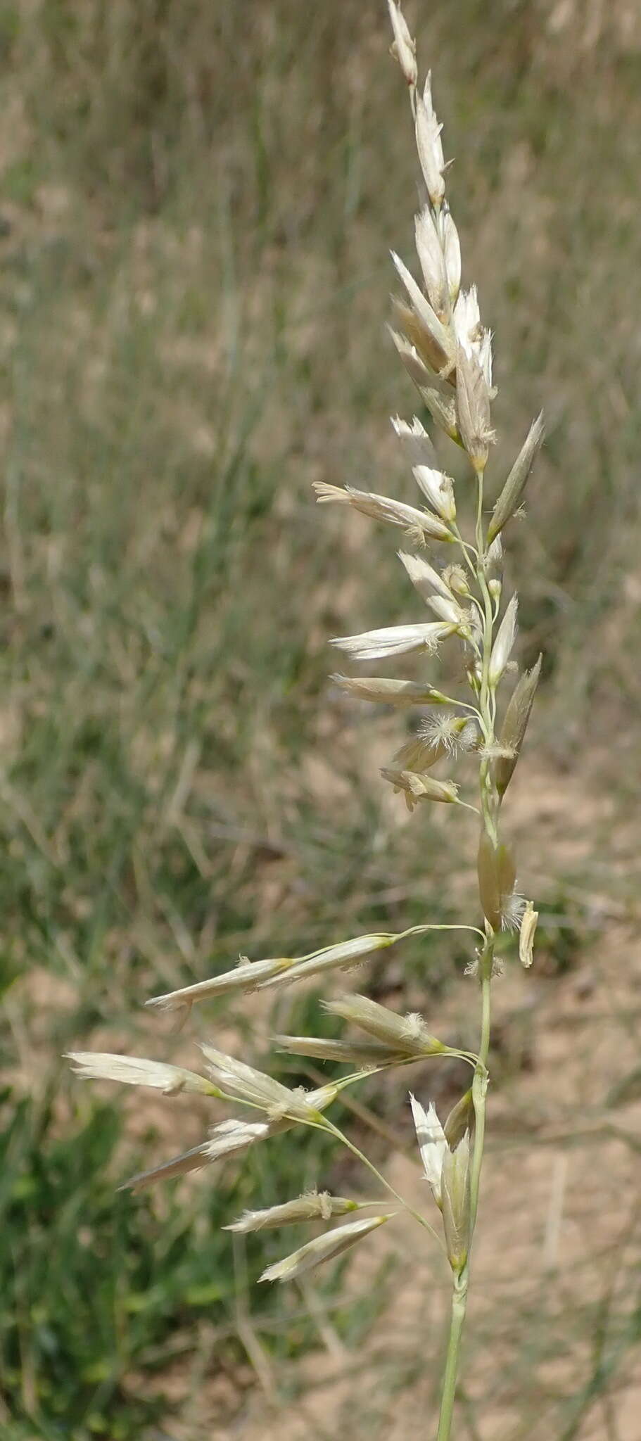 Image of pyp grass