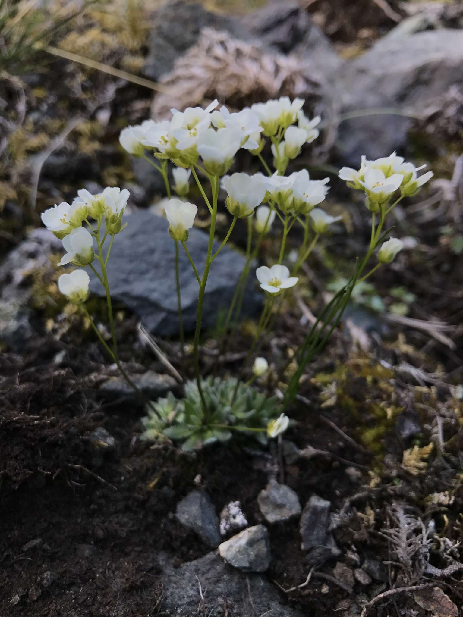 Sivun Draba palanderiana Kjellm. kuva