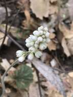 Image de Heuchera glomerulata C. O. Rosend. Butters & Lakela