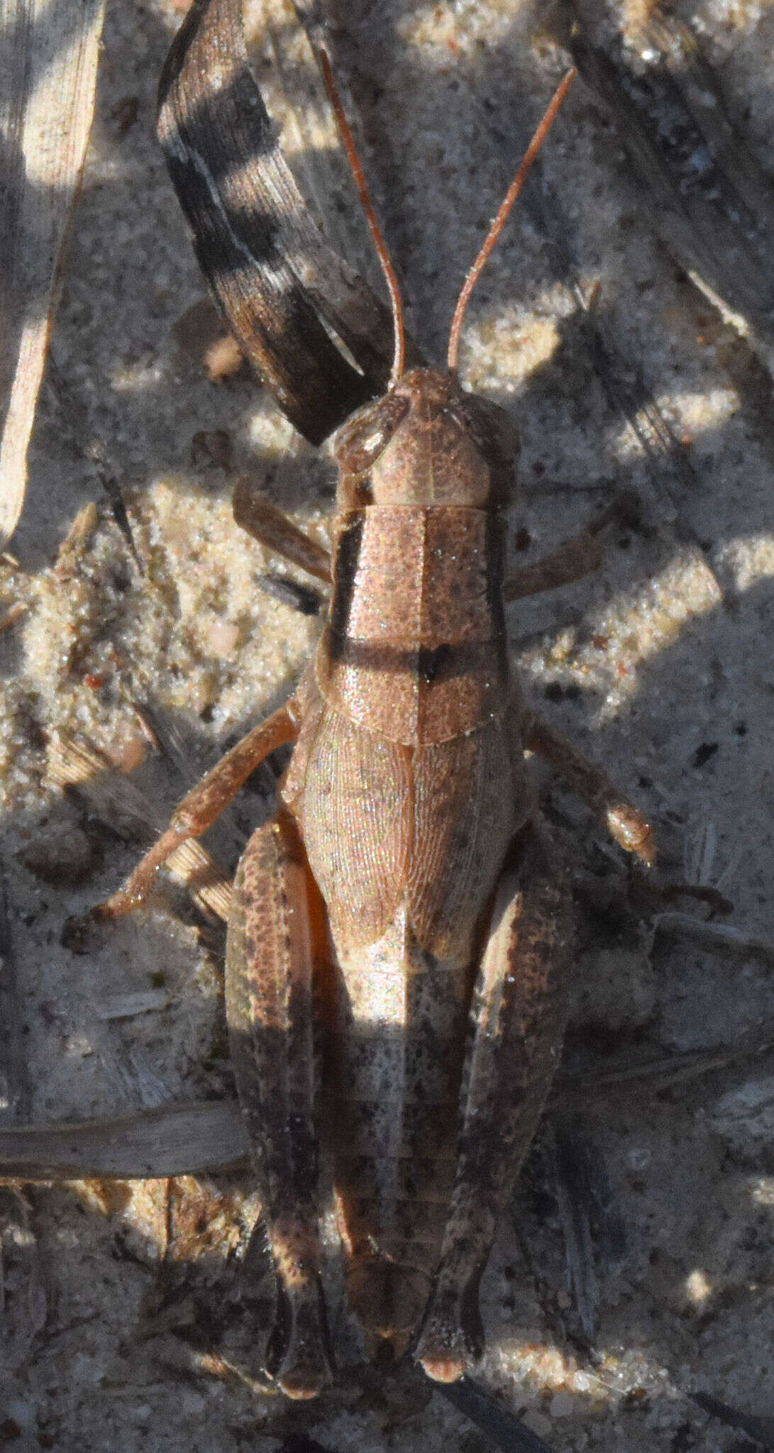 Image of Melanoplus texensis Hart & C. A. 1906