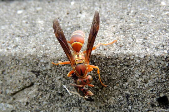 Image of Polistes bellicosus Cresson 1872