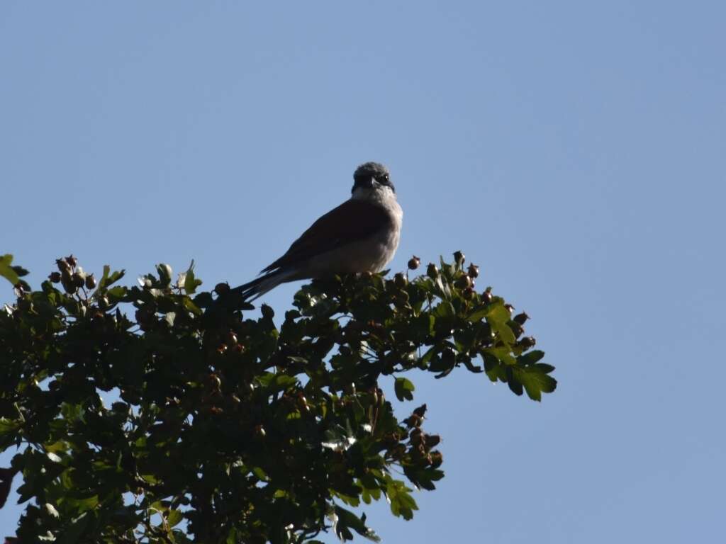 Image of Red-backed Shrike