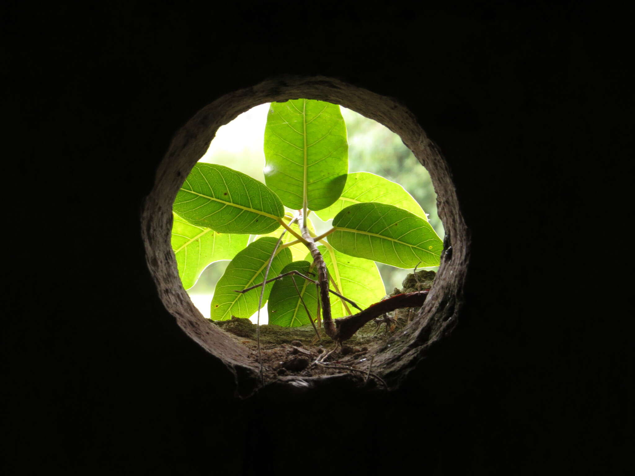 Image of Ficus luschnathiana (Miq.) Miq.