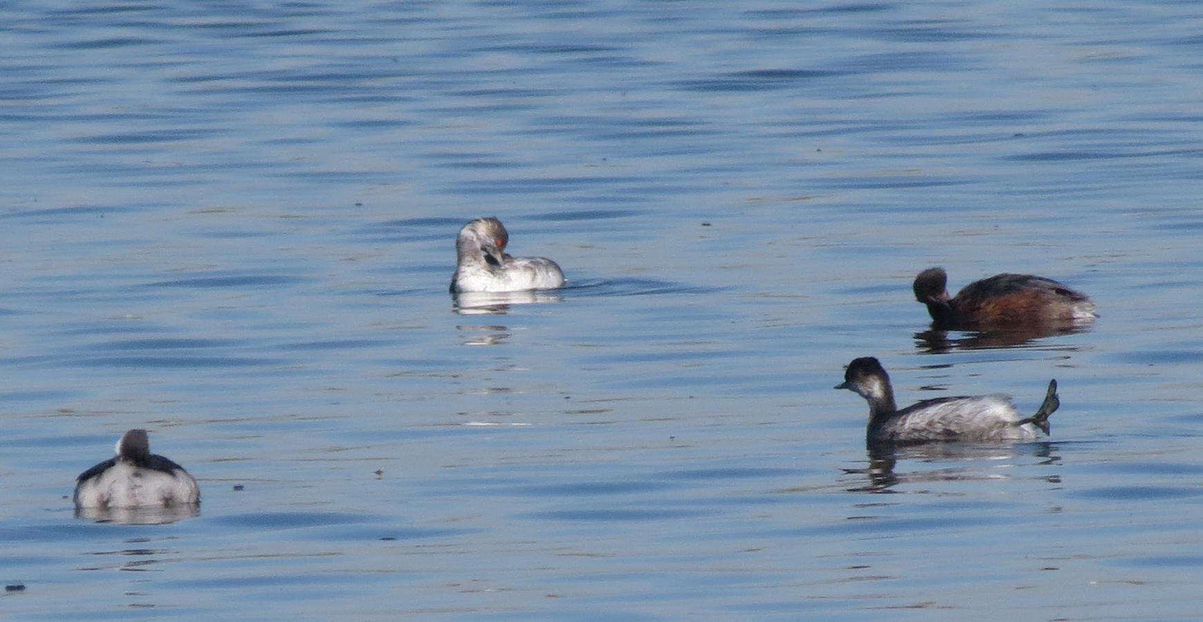 Image of Podiceps nigricollis gurneyi (Roberts 1919)