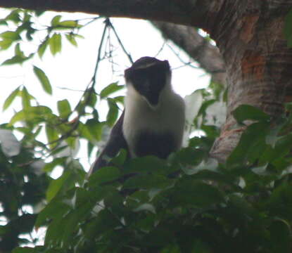 Слика од Cercopithecus diana (Linnaeus 1758)