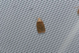 Sivun Agonopterix alpigena Frey 1870 kuva