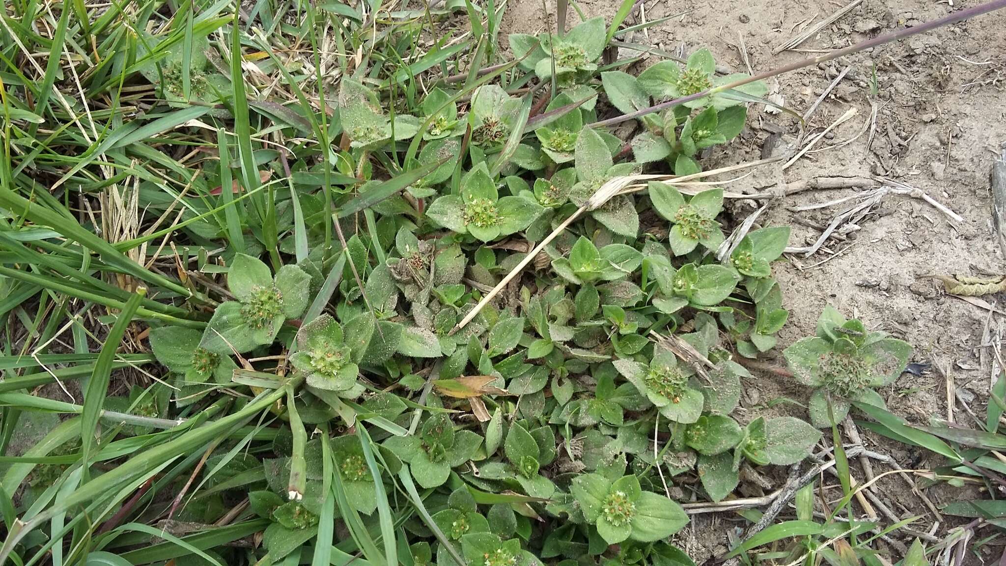 Image of tropical Mexican clover