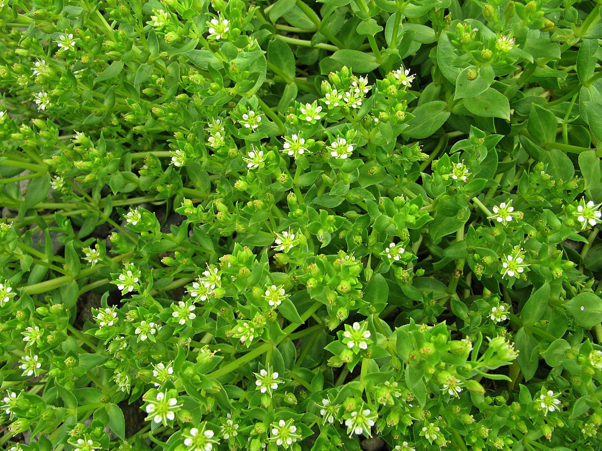 Image of seaside sandplant