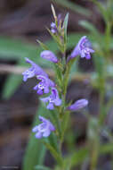 Hedeoma hyssopifolia A. Gray resmi