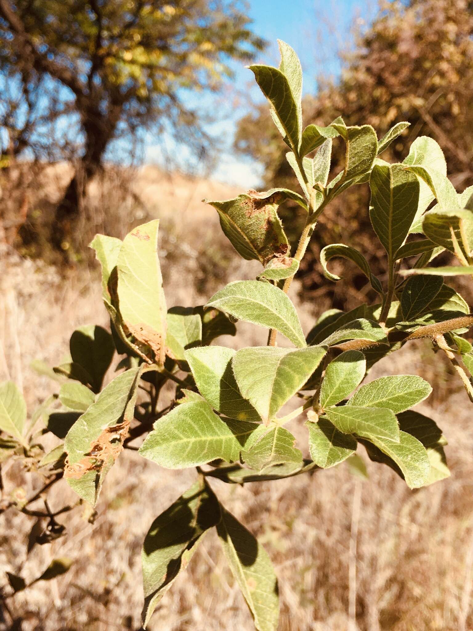 Image of <i>Searsia <i>pyroides</i></i> var. pyroides