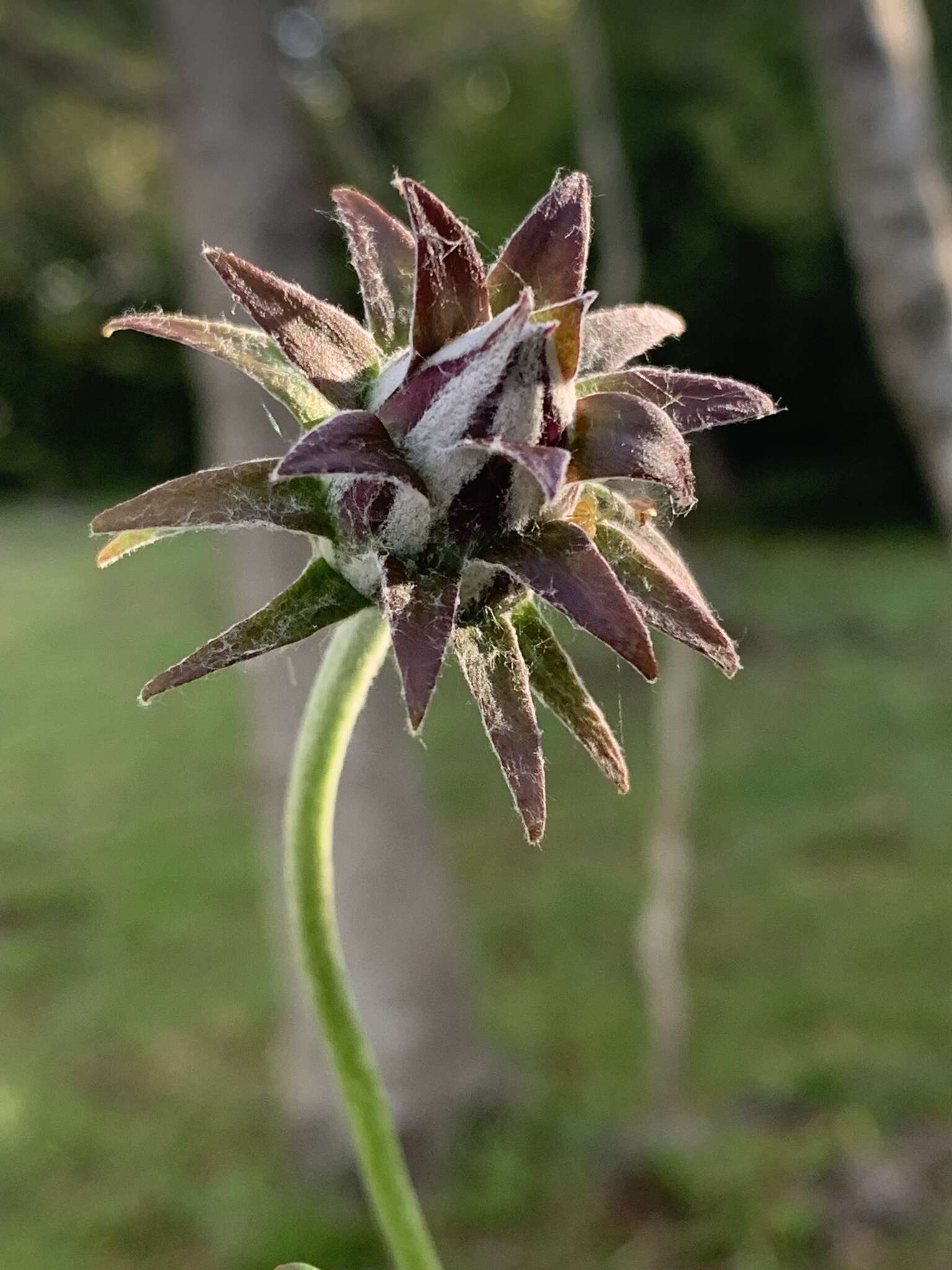 Image of Mutisia coccinea A. St. Hil.