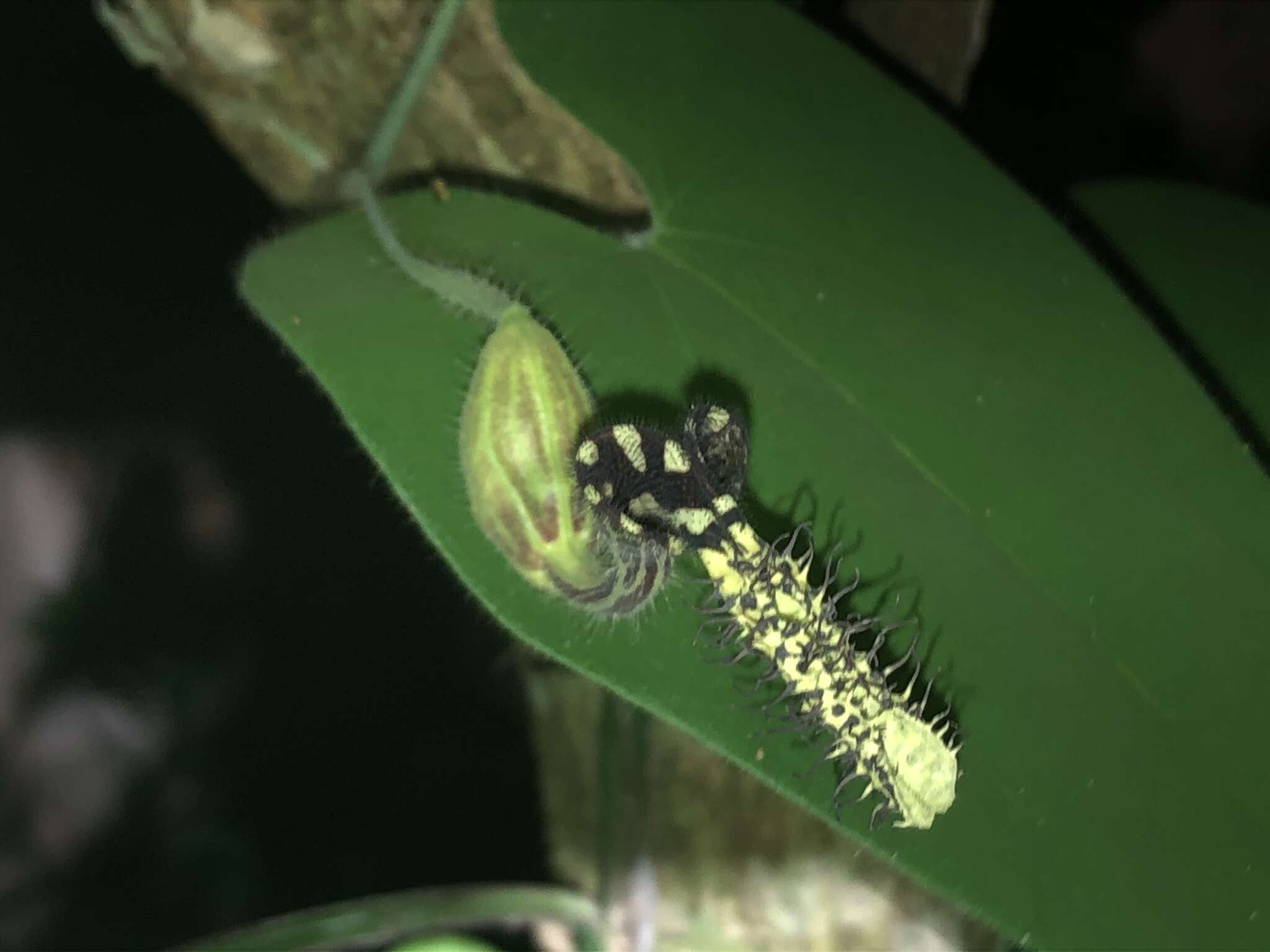 Plancia ëd Aristolochia pilosa Kunth