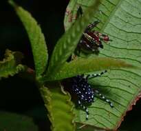 صورة Physopterus pardalis Jordan 1912