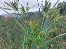 Cyperus nutans var. subprolixus (Kük.) Karth.的圖片