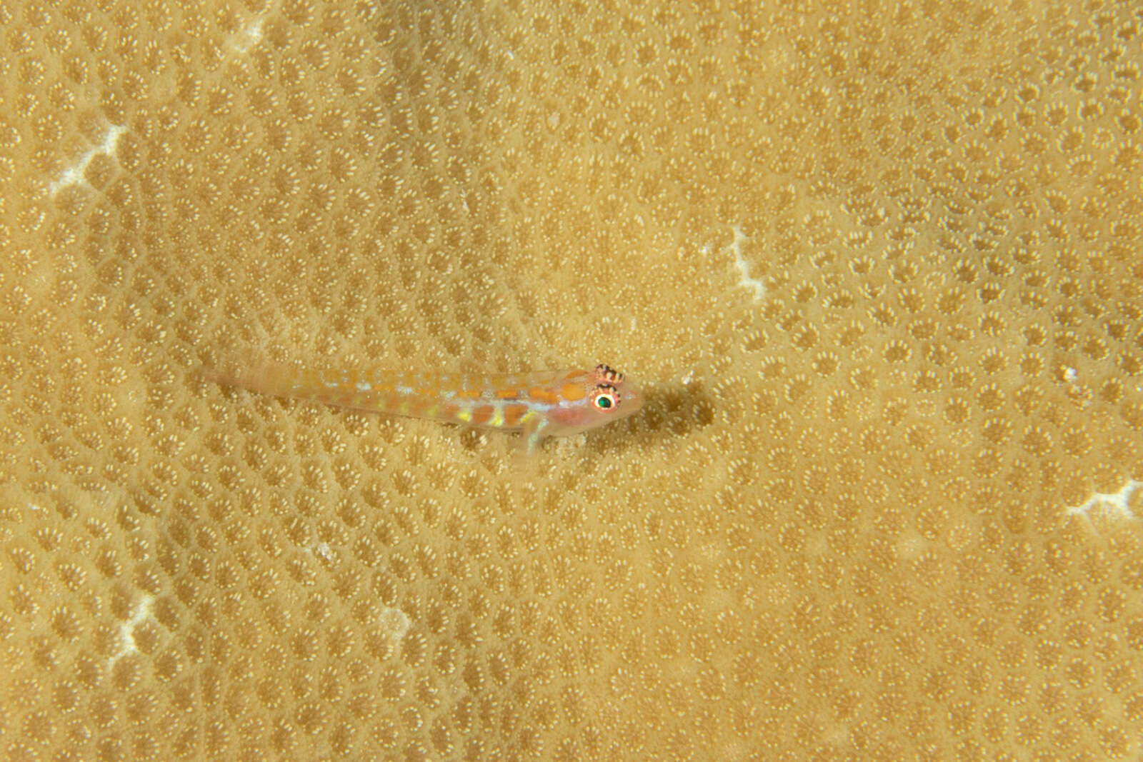 Image of Twin Dwarfgoby