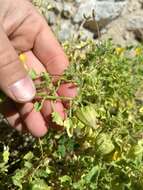 Image of Physalis crassifolia var. infundibularis I. M. Johnst.