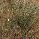 Image of Crotalaria orientalis Verd.
