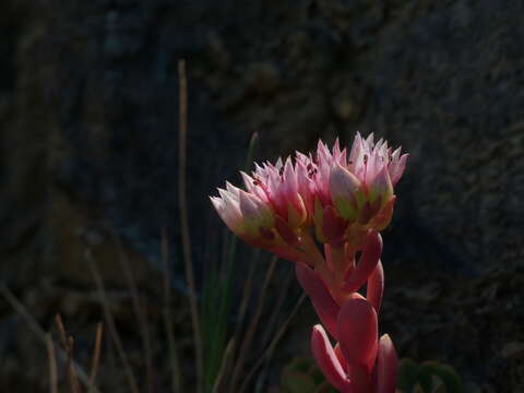 Image of roseflower stonecrop