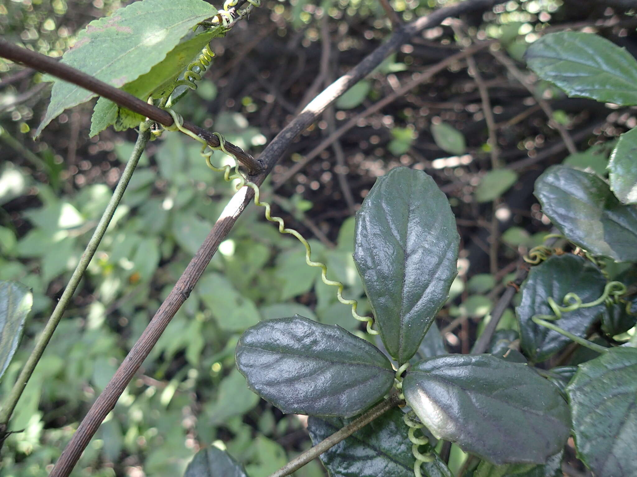 Image of Cyphostemma flaviflorum (Sprague) Descoings