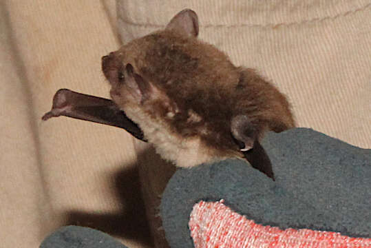 Image of Little Broad-nosed Bat